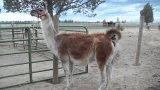 shearing day at the llama ranch