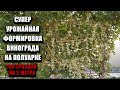 Супер урожайная формировка винограда на полуарке. 100 гроздей на 2 метра #ТриЭкоВиноградник