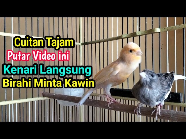 Pancingan Kenari Kawin Cuit cuit Ampuh Bikin kenari Naik Birahi Ngleper Langsung minta kawin class=