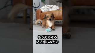 絶対に溶けないアイスをなんでも溶かす石においても溶けないはず!