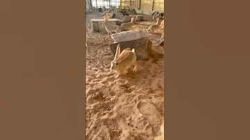 تربية الأرانب البرية الأرنب الأرنب البري 