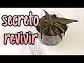 Como revivir una planta marchita fácil y rápido