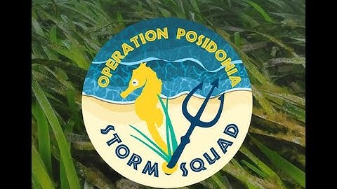 The mighty but threatened Posidonia