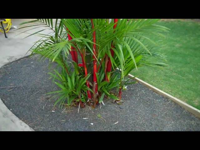 Red Sealing Wax Palms in backyard(May,2010) class=