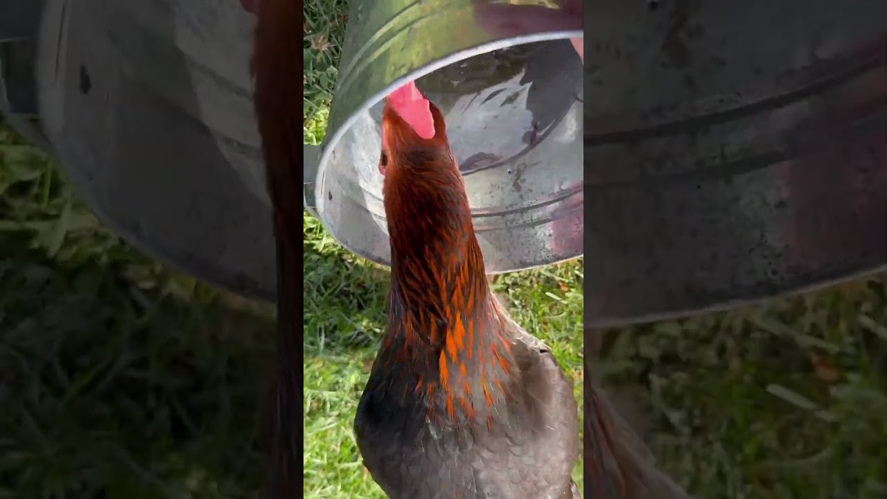 Giving My Older Chickens Treats Japanese Beetles Pestcontrol Raisingchickens