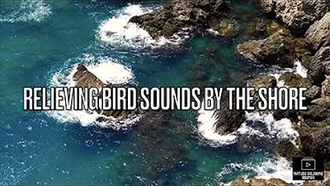 Softest Beach Sounds with birds chirping - Ocean Wave Sounds for Sleeping, Yoga, Meditation, Study