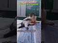 abnormal cat behavior #viral #cat #shortvideo #shorts #youtubeshorts #short
