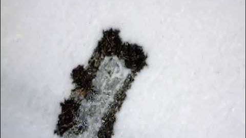 Video test for Dino-Lite Handheld Digital Microscope