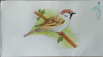Very easy way to draw Sparrow sketch  || How to draw a bird step by step || Drawing Sparrow