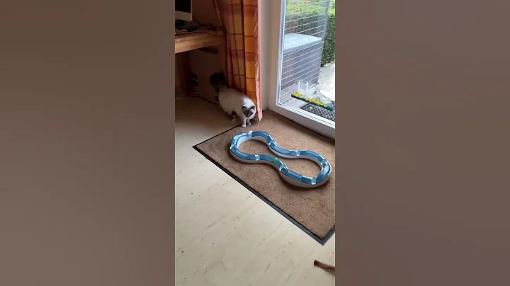 Watch the video about 💙🩵Heilige Birma Kitten Blue Point #cats #kitten #viral #cat #cute #catlover #birman #breed #shorts