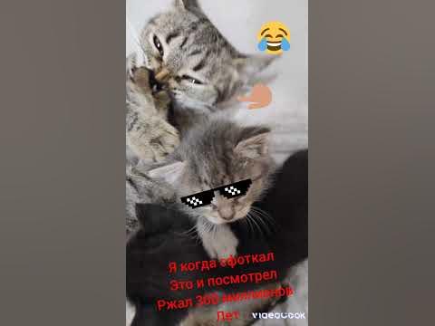 самая смешная фотка в мире - YouTube