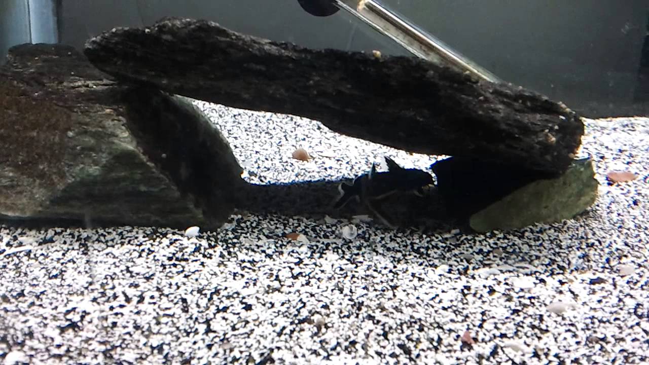 official secrets Synodontis Petrocola Fry Update