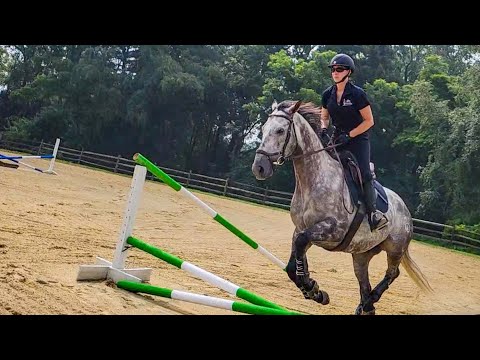 Retired racehorses get rehabbed & re-homed at Pennsylvania farm