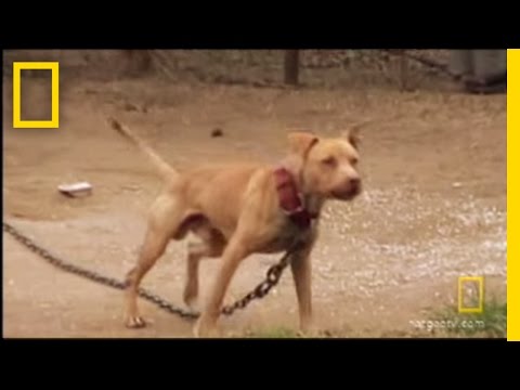 Underground Dogfighting