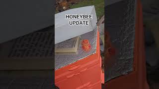 Honeybee Update | 3D Printed Hive | Frozen or Alive?
