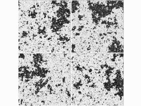 Scale invariance in critical Ising model (low res)