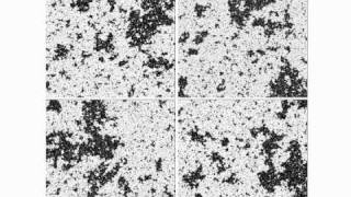 Scale invariance in critical Ising model (low res)