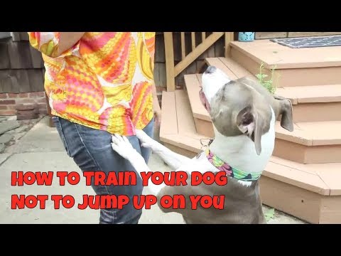 how-to-train-your-dog-not-to-jump-up-on-you---get-free-dog-training