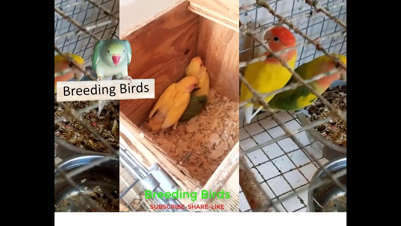 Breeding Pair Opaline Lovebirds with Babies 