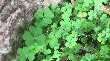 Cây Me Đất điều trị viêm họng , viêm đường tiết niệu rất hiệu quả/tamarind tree/ Thanh đồng vlog