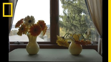 Bona Fide Fact? | Duck Quacks Don