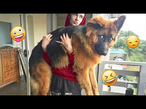 You Will Die Laughing At These Dogs 🐶 Best Animal Video Compilation You Can’t Miss 🤣 #148 thumbnail