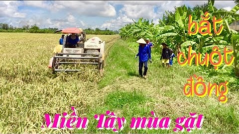 BẮT CHUỘT ĐỒNG MÙA GẶT LÚA Ở MIỀN TÂY QUÊ TÔI/@LÊ THANH 15VLOG