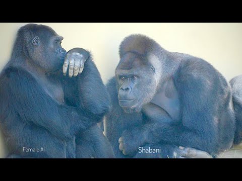 Видео: Огромный самец гориллы просит самку спариться | Семья Шабани