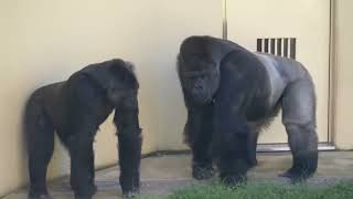 Huge Male Gorilla Gazes At A Female And Asks Her To Mate❤️ | Shabani & Ai