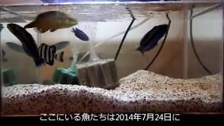 釣った魚を飼う 東京西部 海水魚いろいろ Youtube 釣った魚を飼う 東京西部 海水魚いろいろ Youtube