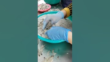 Đời công nhân thủy sản cực lắm mọi người ạ... #ThủySảnWork