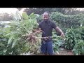 Things to do to grow callaloo successfully