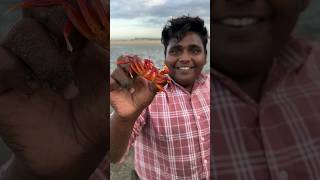 Red Crab Hunting #shorts #villagefoodsafari #villagehunting #tamil #trending #food