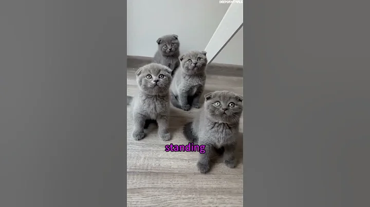 Video 9974521: scottish fold munchkin cat, scottish fold cat meowing, scottish fold kitten, fold ear cat