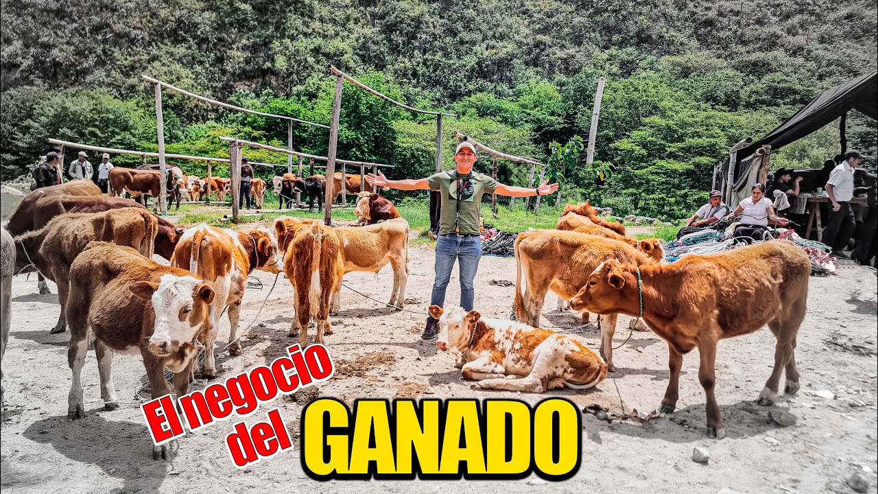 SÓCOTA y su GRAN FERIA PECUARIA mira ¡COMO SE DESARROLLA! | Cajamarca |