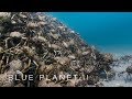 An army of spider crabs shed their shells - Blue Planet II: Episode 5 - BBC One