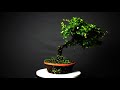 360 Display Series: Fukien Tea - Start of Year 3