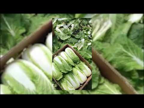 ЛУЧШИЕ ГИБРИДЫ ПЕКИНСКОЙ