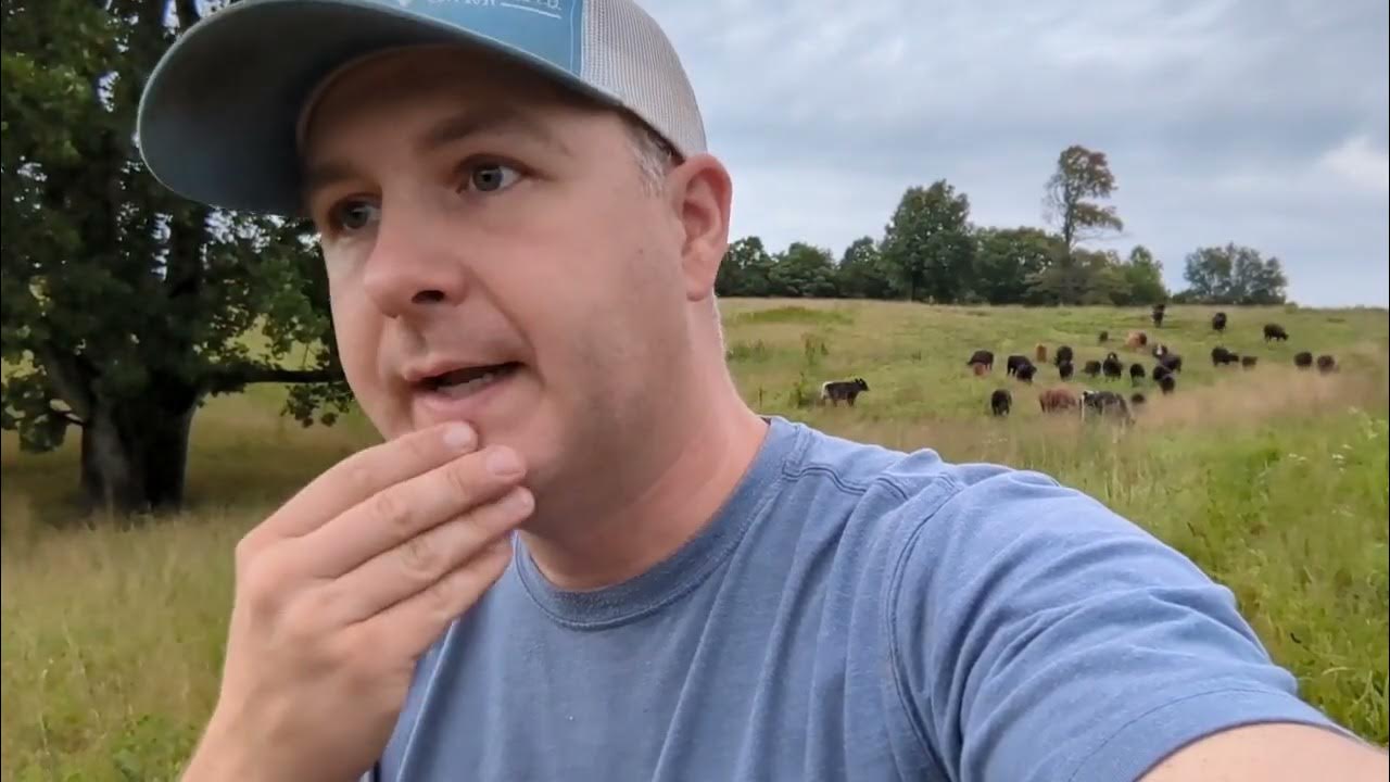 Cattle Prices Drop! How to survive in the Cattle Business. YouTube