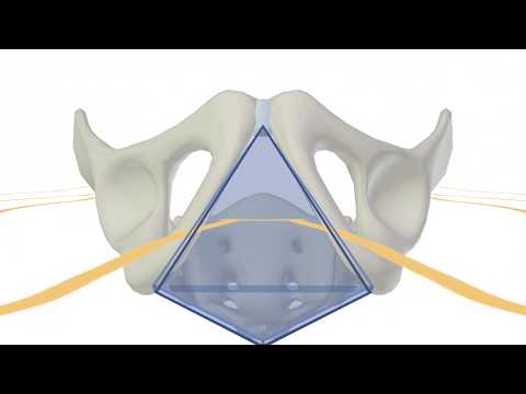 3D Tour of the Perineum