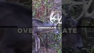 The Real-Life Meat Glitch