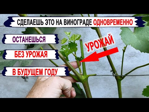 🍇 Чтобы НЕ ПОТЕРЯТЬ УРОЖАЙ ВИНОГРАДА, никогда не делай ЭТИ ЗЕЛЕНЫЕ ОПЕРАЦИИ ОДНОВРЕМЕННО!