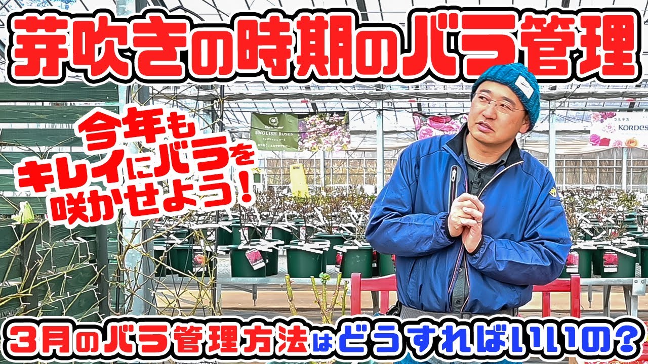 【芽吹きの時期のバラ管理】動き出したバラ🌹の管理方法は?【3月のバラ管理】についてお話しします【高木大輔さん】