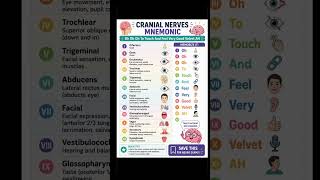 🧠 Cranial Nerves Mnemonic Every Nursing Student Needs! #NCLEX #nursingnotes #nursingschool #nursing