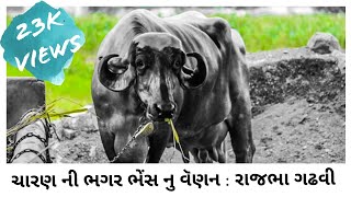 ચારણ ની ભગર ભેંસ નું વણૅન • રાજભા ગઢવી