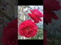 Roses From My Garden 🏡 rose care tips #rose #gardening #flowers #garden #viral #love #naturelovers