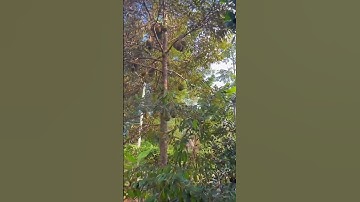 Chị Ngọc nợ nần , buộc phải bán gấp vườn trái cây , Gần Ql 56 Bà Rịa Vũng Tàu#shorts