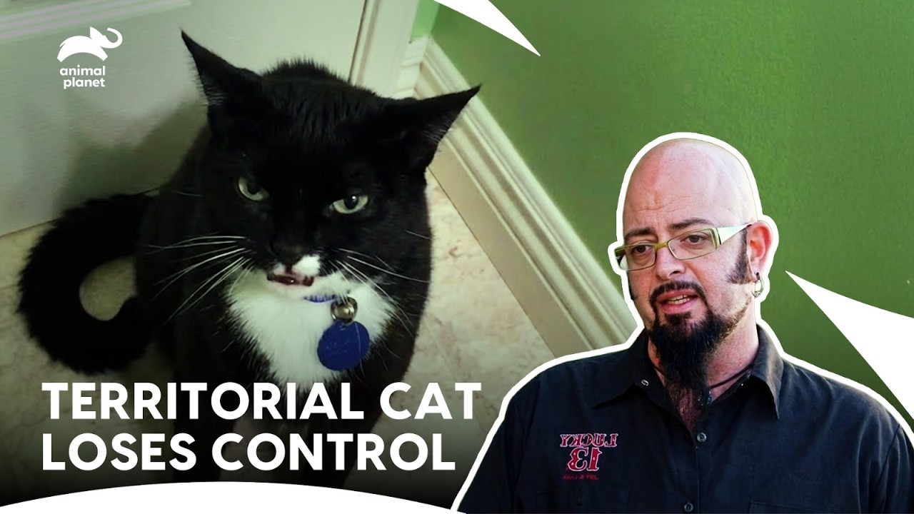 Маленький кот с ужасным характером превращает повседневную жизнь в кошмар | Мой кот из ада, 4 сез...