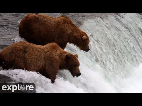 Brooks Falls - Katmai National Park 2021, Alaska powered by EXPLORE.org