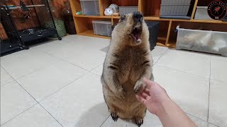 marmot followed me to ask for rice cakes